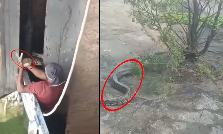 Massive Python Rescued at Himayat Sagar Crest Gate by Brave Snake Society Members