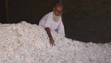 Gujarat: Cotton cultivation rises by 9 lakh hectares in two decades