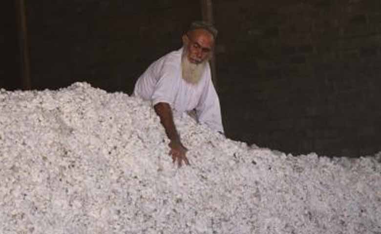 Gujarat: Cotton cultivation rises by 9 lakh hectares in two decades