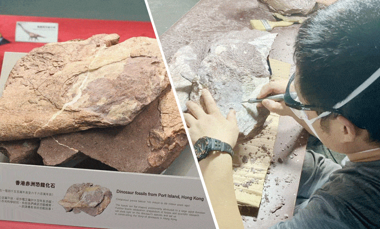 Historic Exhibit in Hong Kong Features Fossils of Gigantic Dinosaur