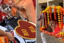 Groom Becomes a Dog: Bride Escapes in a Palanquin, Netizens React to Wedding Photoshoot, Saying – "Kalyug at Its Peak!"