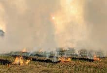 192 farmers booked for ‘burning stubble’ in Haryana