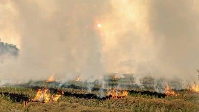 192 farmers booked for ‘burning stubble’ in Haryana