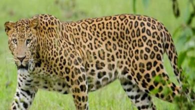 Leopard kills 13-year-old girl in Uttarakhand's New Tehri