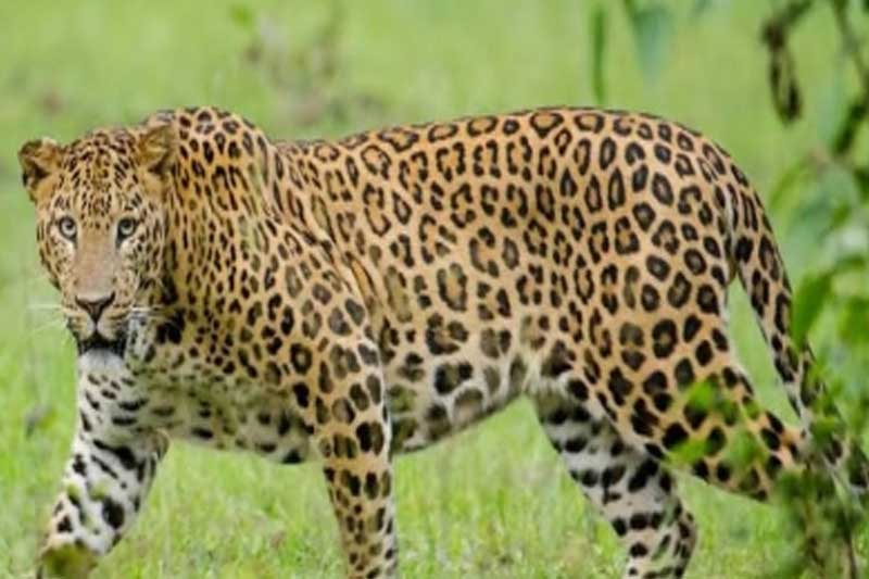 Leopard kills 13-year-old girl in Uttarakhand's New Tehri