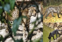 Odisha Leopard Estimation-2024 finds 696 big cats in state