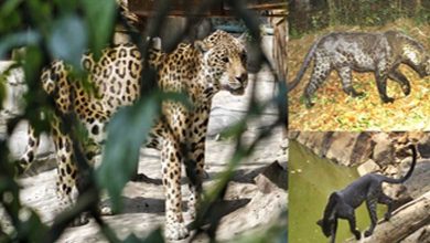 Odisha Leopard Estimation-2024 finds 696 big cats in state