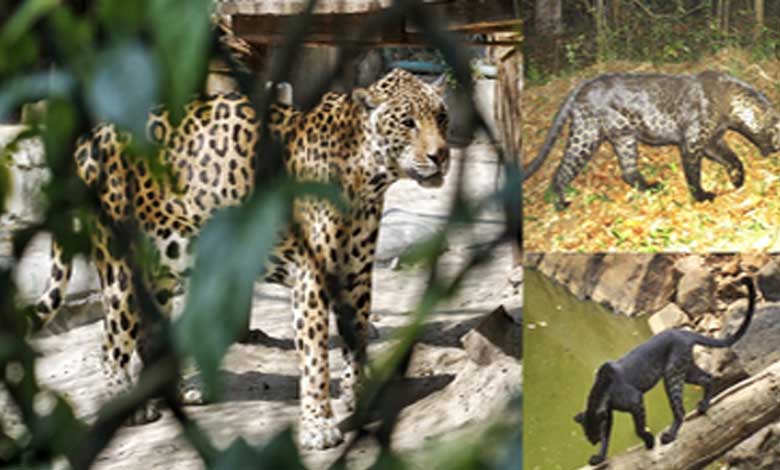 Odisha Leopard Estimation-2024 finds 696 big cats in state