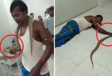 Man Brings Snake to Hospital After Being Bitten, Video Goes Viral on Social Meda