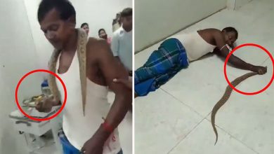 Man Brings Snake to Hospital After Being Bitten, Video Goes Viral on Social Meda