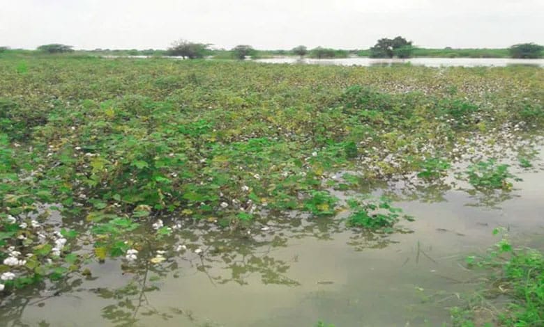 Cyclone, rain damaged crops on 1.75L acre in Odisha, submerged another 2.80L acre: Govt