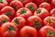 Centre starts selling tomatoes at subsidised rate of Rs 65/kg in Delhi