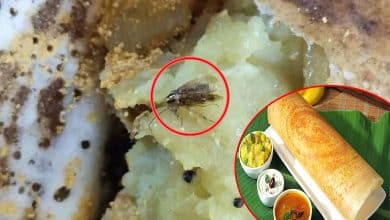 Hyderabad: Customer Shocked to Find Cockroach in Dosa at Tiffin Center