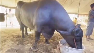 HARYANA BAFFALO Meet Anmol: India’s Costliest Buffalo Worth Rs 23 Crore, Eats Dry Fruits Worth Rs 1500 Daily