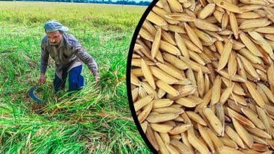 Telangana achieves record paddy Production: Agriculture Minister