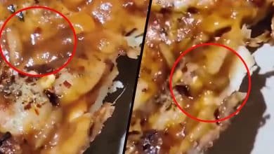 Shocking Bite: Customer Discovers Insects Crawling in Pizza Ordered from Hotel