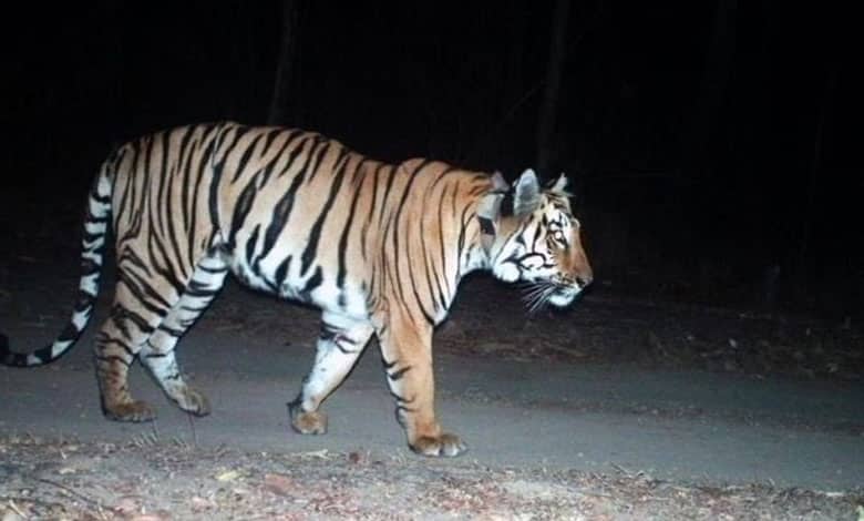 Tiger Johnny Travels Over 300 Km from Maharashtra to Telangana in Search of Mate