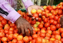 Tomato prices drop 22.5 pc as flow of fresh crop picks up pace