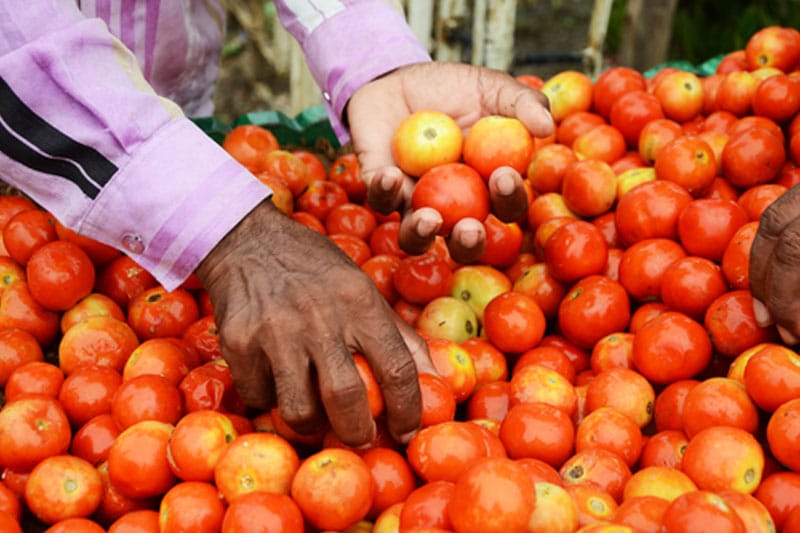 Tomato prices drop 22.5 pc as flow of fresh crop picks up pace