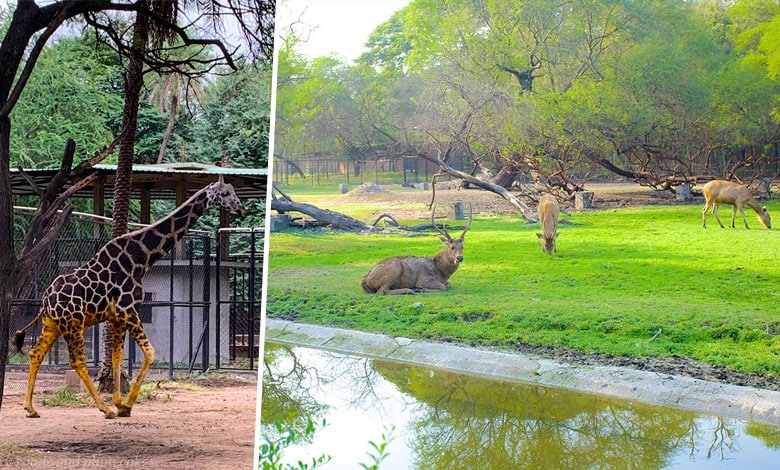New Zoo Park Near Hyderabad: Location and Timeline Still Undecided, Says Telangana Minister