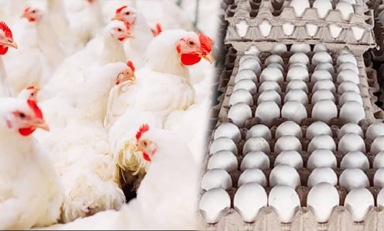 Bird Flu Concerns Rise in Telangana: But Experts Confirm Cooked Chicken and Eggs Are Safe to Eat