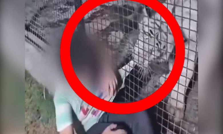 Watch: Child Shouts 'Meri Shirt Chhorde, Mummy Dantengi' as Tiger Grabs His Shirt, Video Goes Viral on Social Media