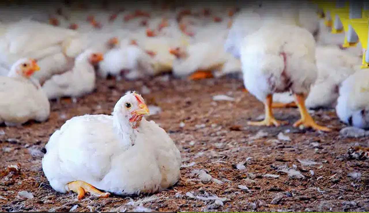 Telangana on High Alert: Bird Flu Outbreak Kills Thousands of Chickens!