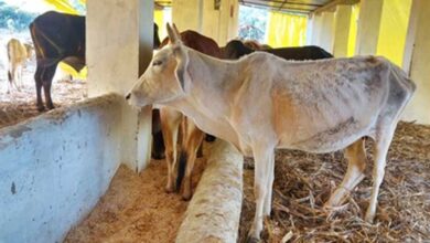 RSS Report Highlights Achievements in Tribal Welfare and Cow Protection