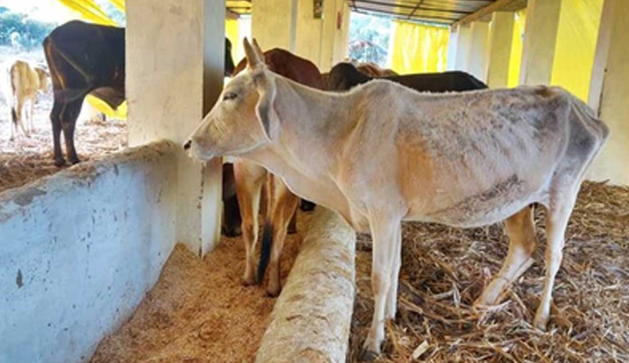 RSS Report Highlights Achievements in Tribal Welfare and Cow Protection