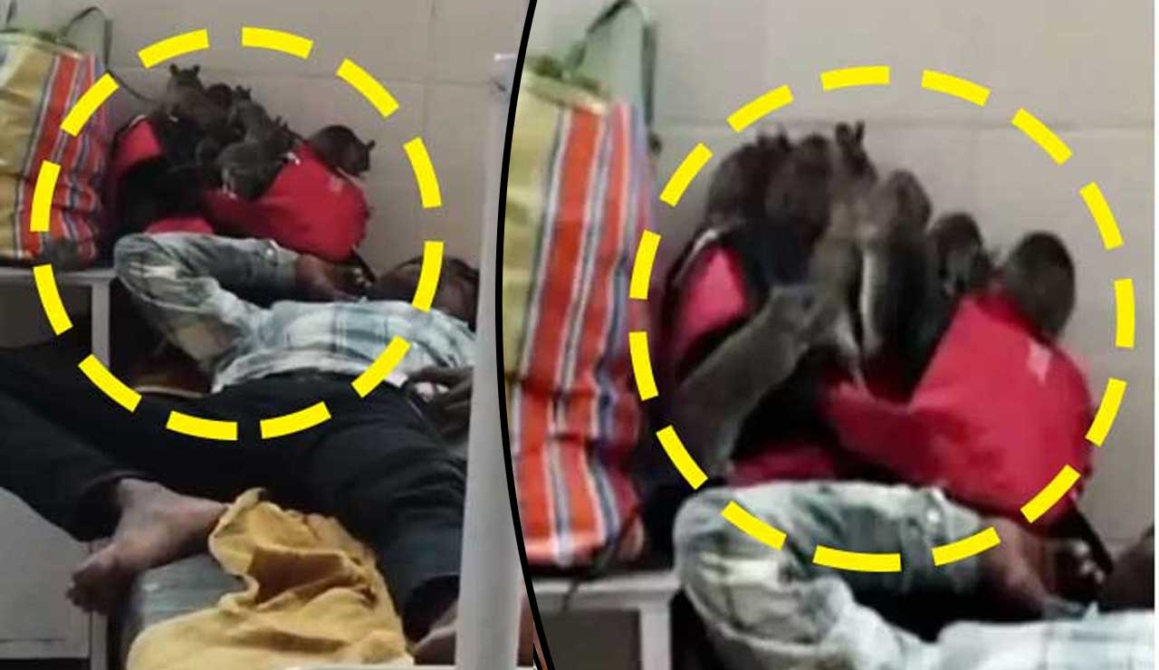 Horrifying Scene: Mice Infestation in Government Hospital's Children's Ward, Video Goes Viral