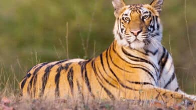 Tiger Cub Goes Missing in MP's Panna Tiger Reserve: Authorities Call It a ‘Natural Process’