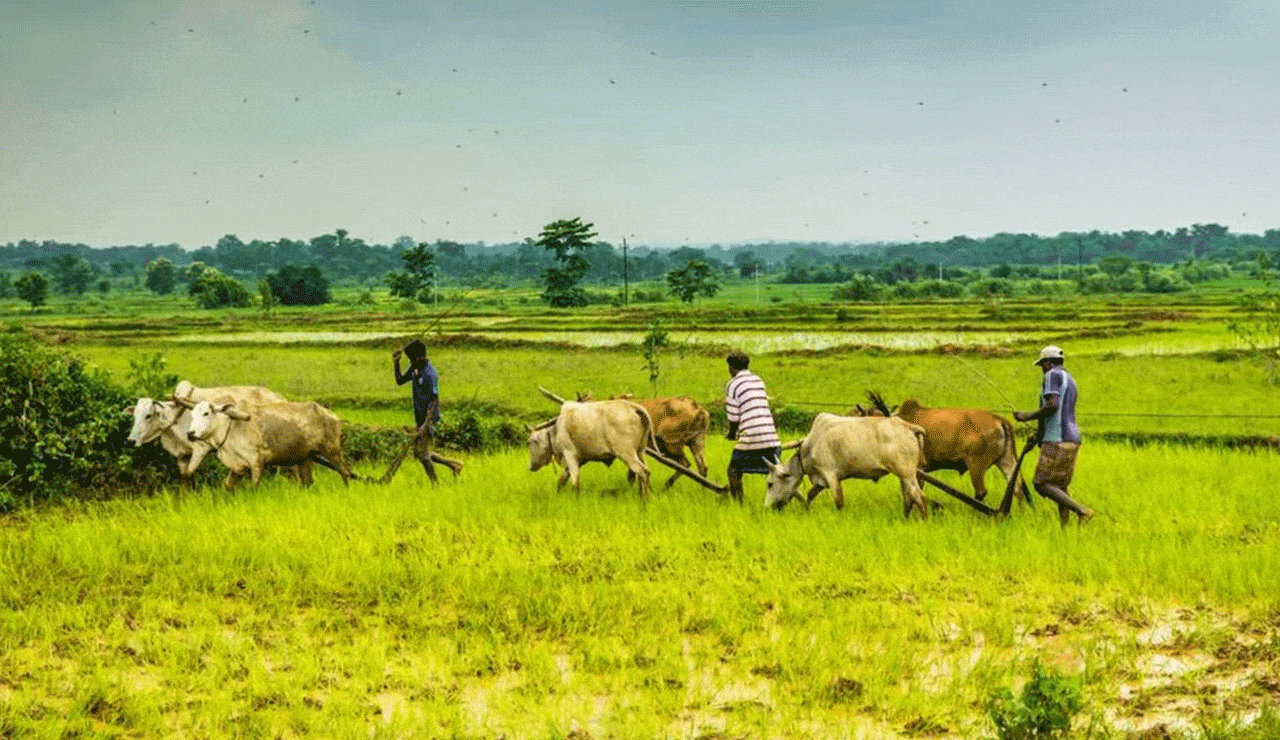 Telangana Farmers Face Financial Ruin Amid Crop Losses Due to Lack of Insurance Schemes