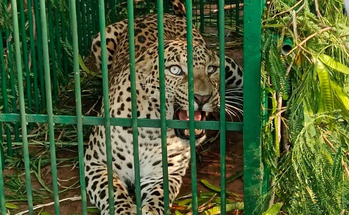 Leopard Trapped at ICRISAT Campus in Patancheru by Forest Officials