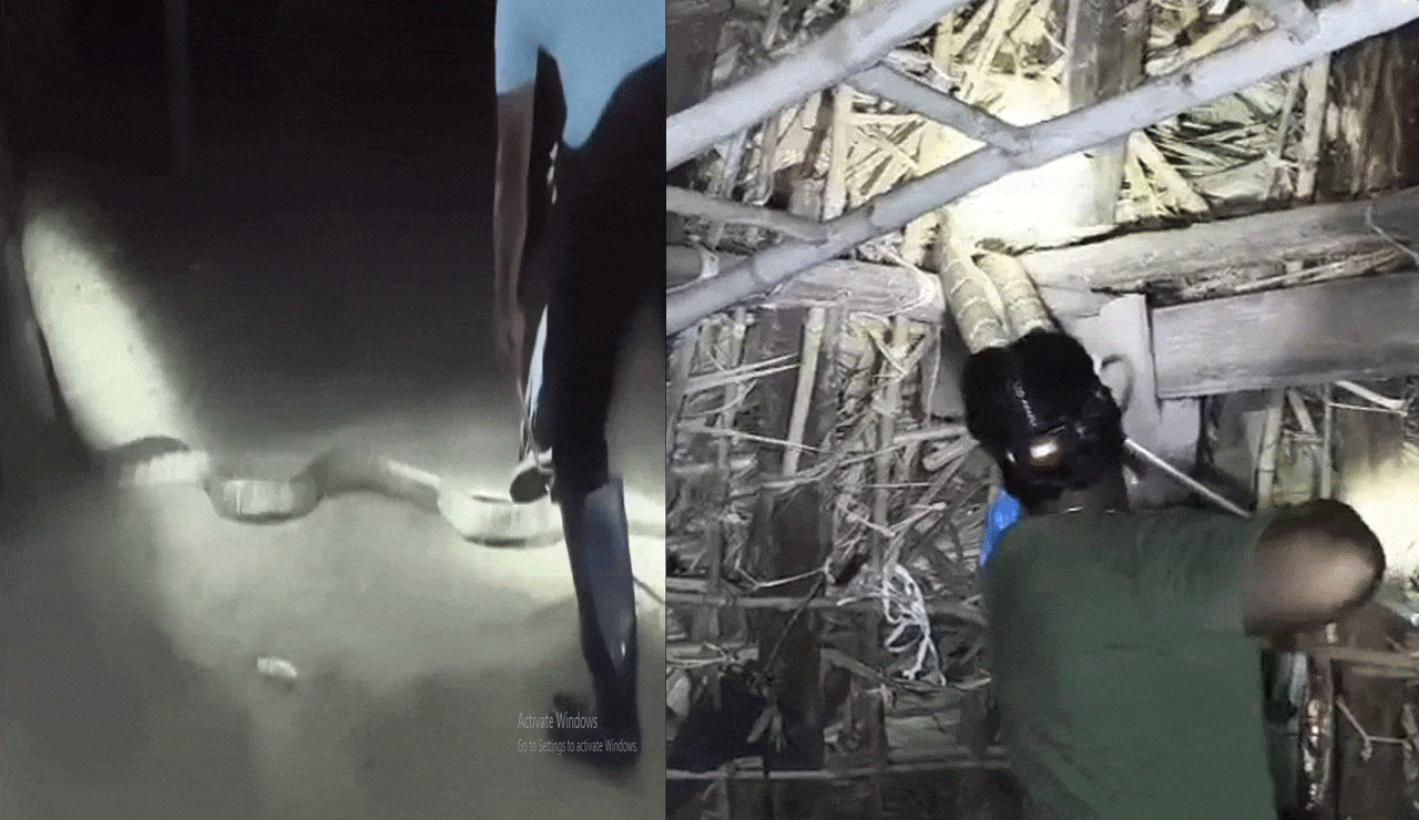 Loud Noises in Cattle Shed Lead to Spine-Chilling Discovery!