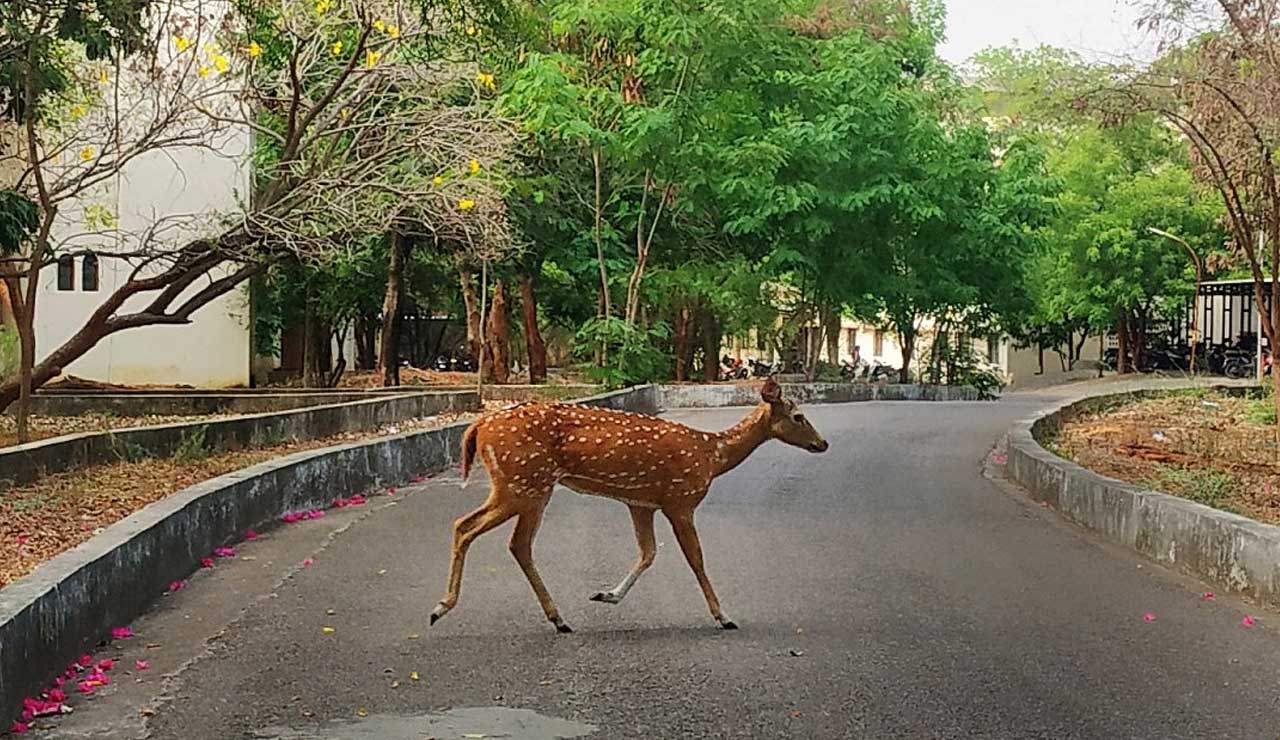 Spotted Deer Dies After Falling into Lake on Hyderabad University Campus