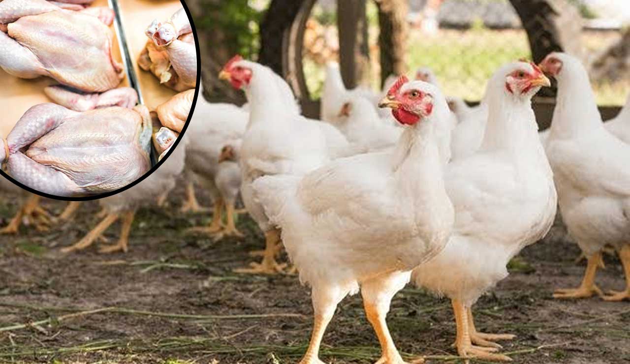 Shocking Rise in Chicken Prices in Telangana: A Blow to Consumers Amid Inflation!