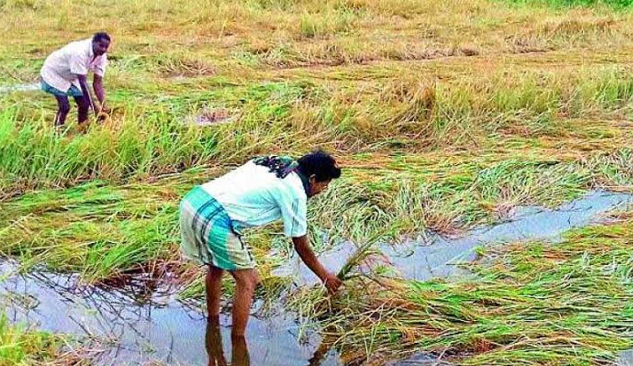 Telangana Crops Suffer Extensive Damage Due to Unseasonal Rains