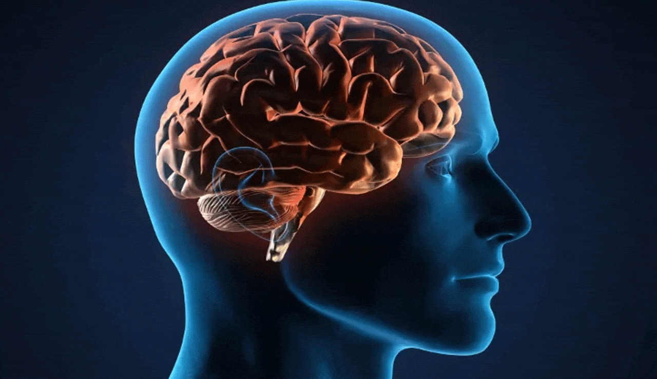 Scientists decode how the brain forms new memories