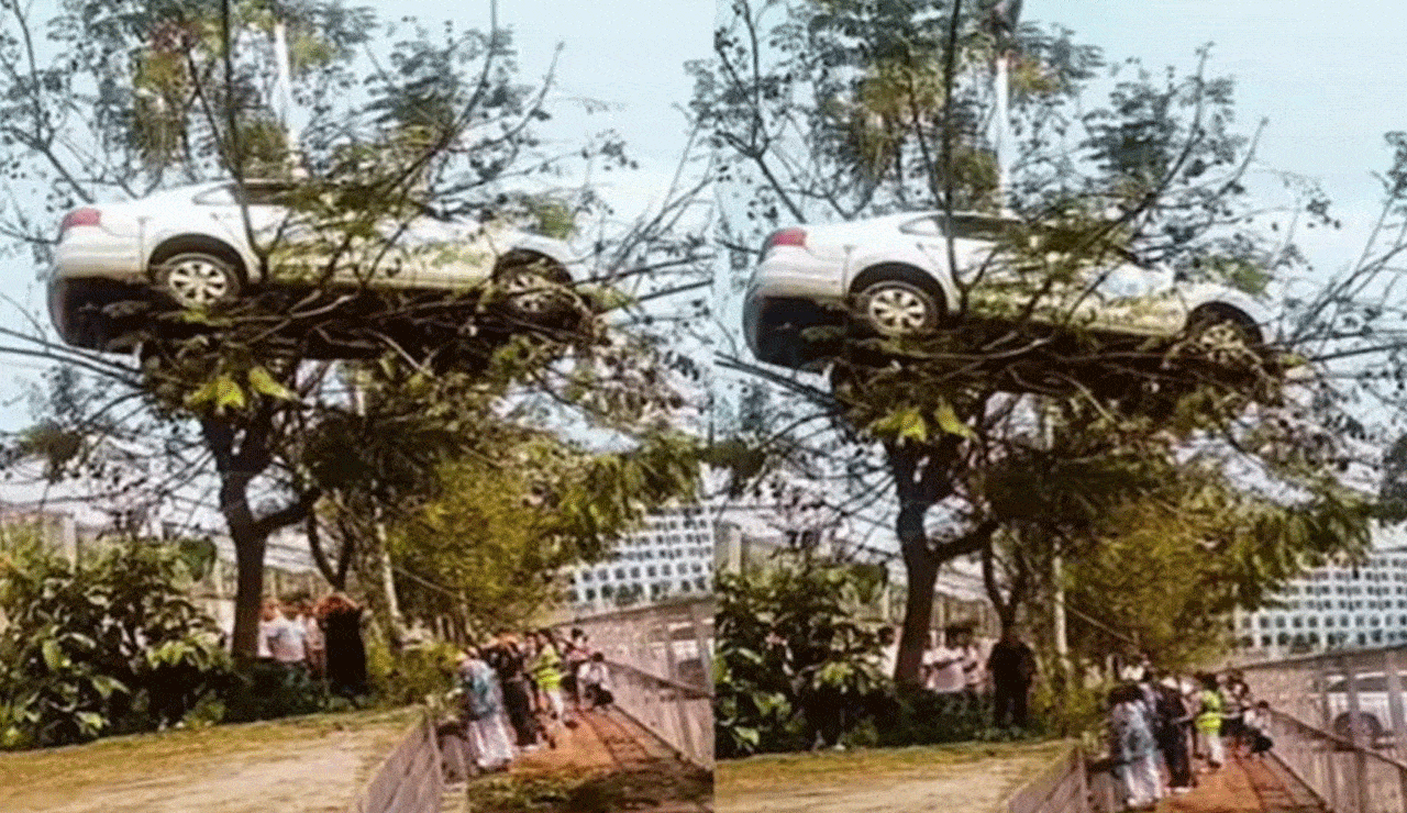 Fact Check: Viral Video of Car Hanging from a Tree Is Not from India