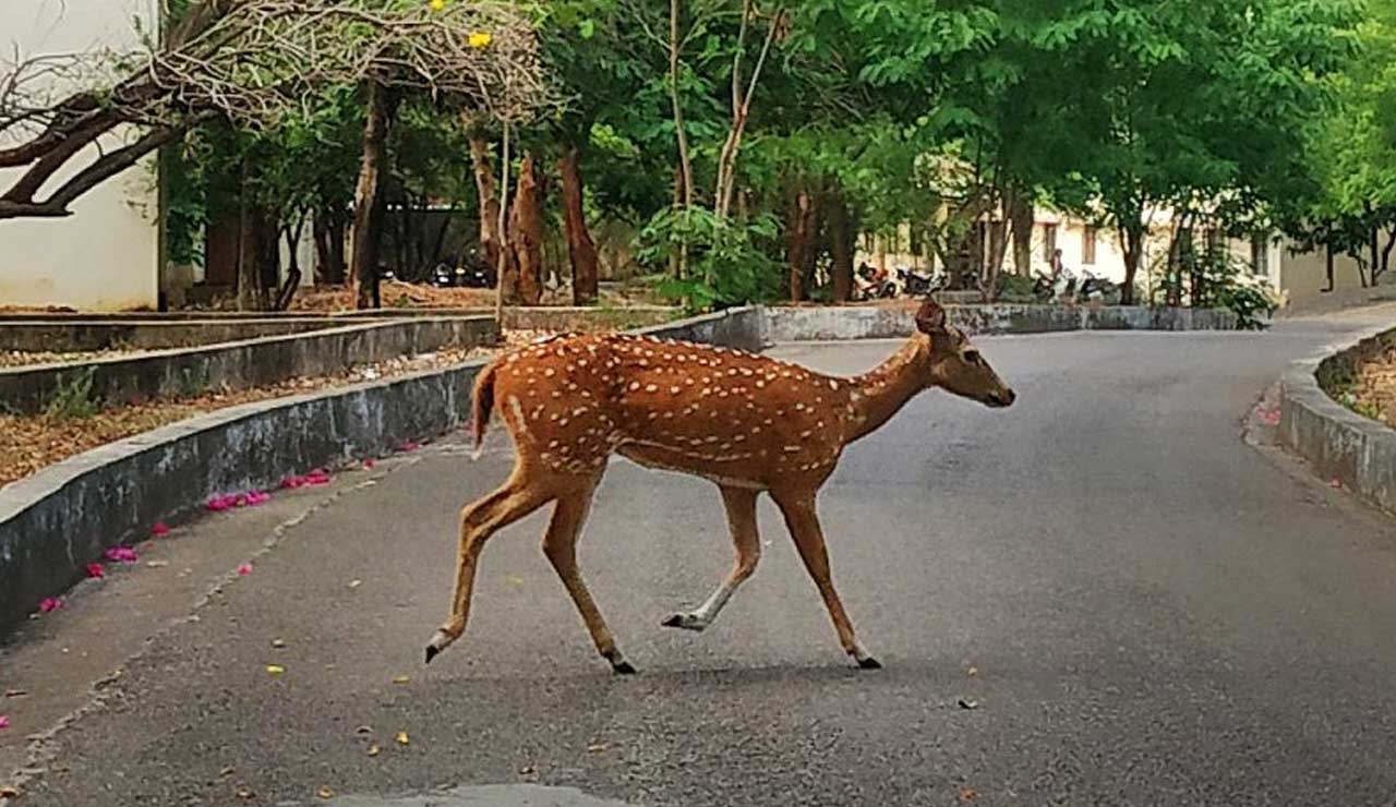 Deer Injured in Poaching Incident at Hyderabad Central University