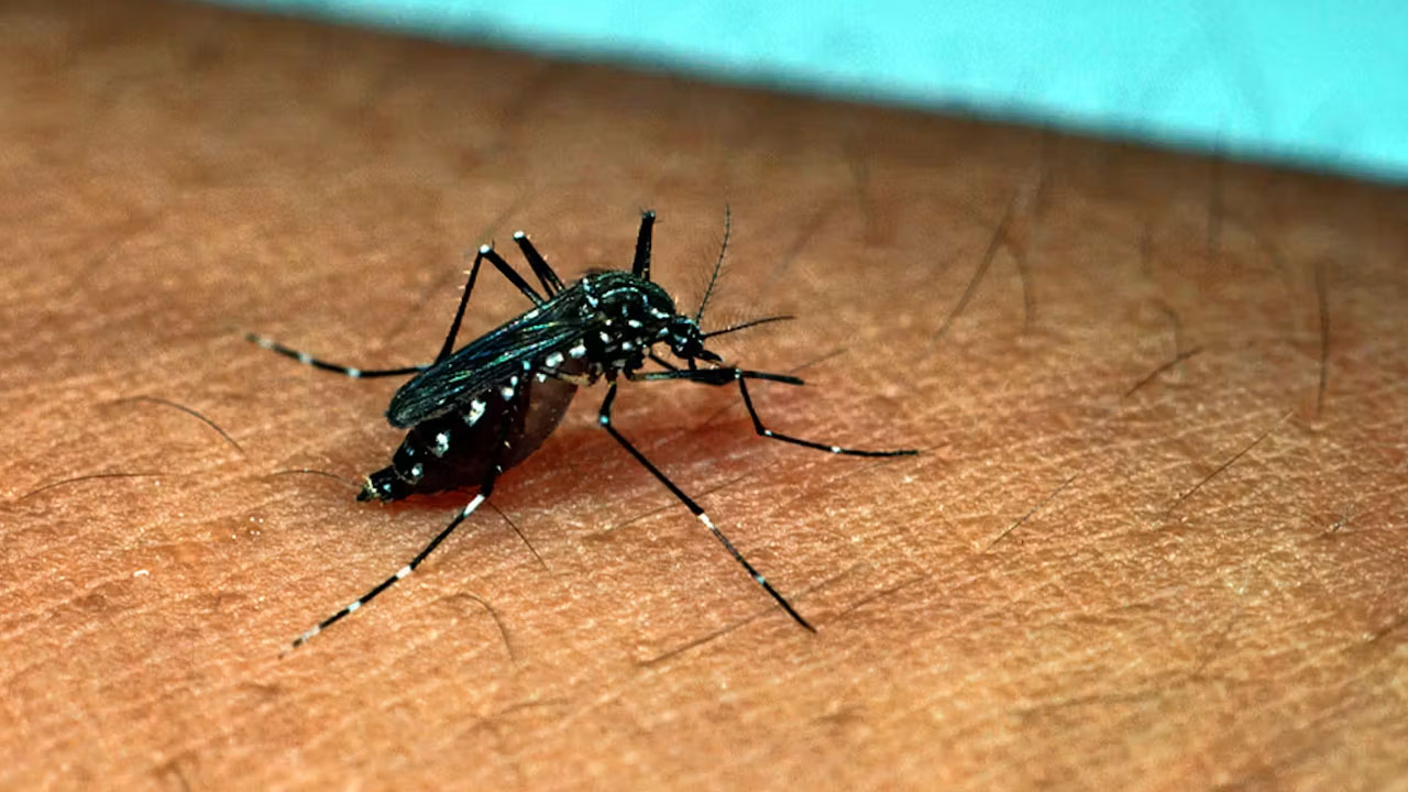 Telangana Sees Record Spike in Chikungunya, Dengue Cases