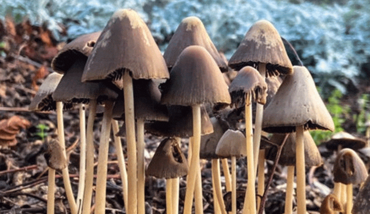 Can mushrooms help boost health in Parkinson's patients?