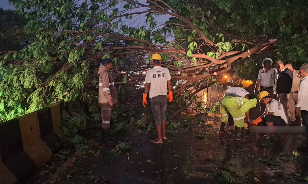 Hyderabad Rains Uproot 21 Trees Across City, HYDRA DRF Teams Spring into Action