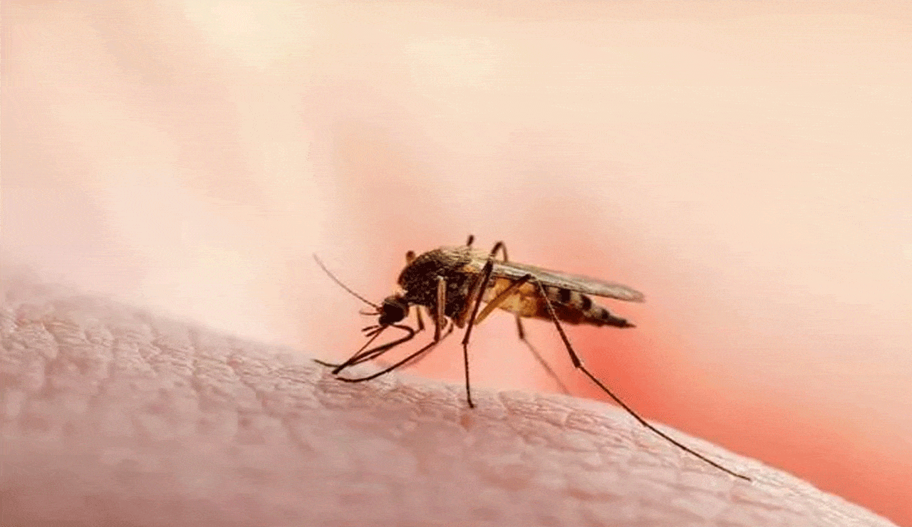 World Malaria Day 2025: How Untreated Malaria Can Turn Deadly – Prevention Tips You Must Follow