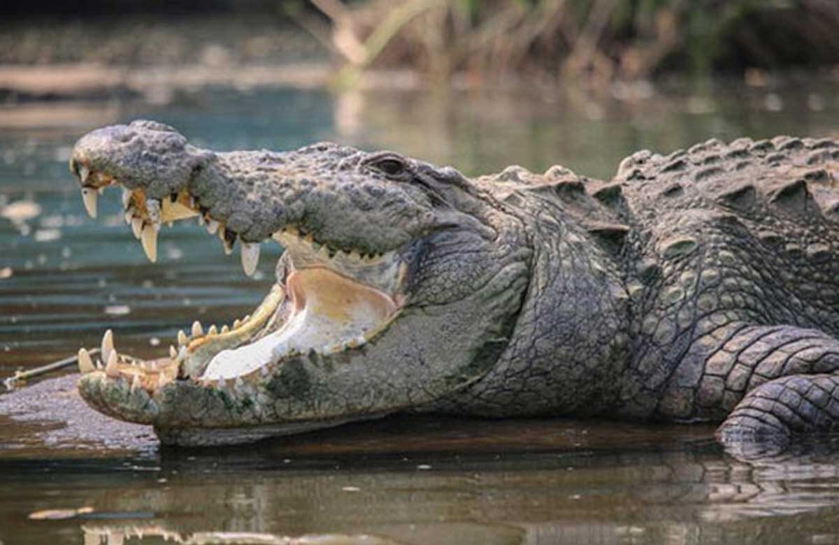 Telangana Farmer Killed in Crocodile Attack Near River Bhima