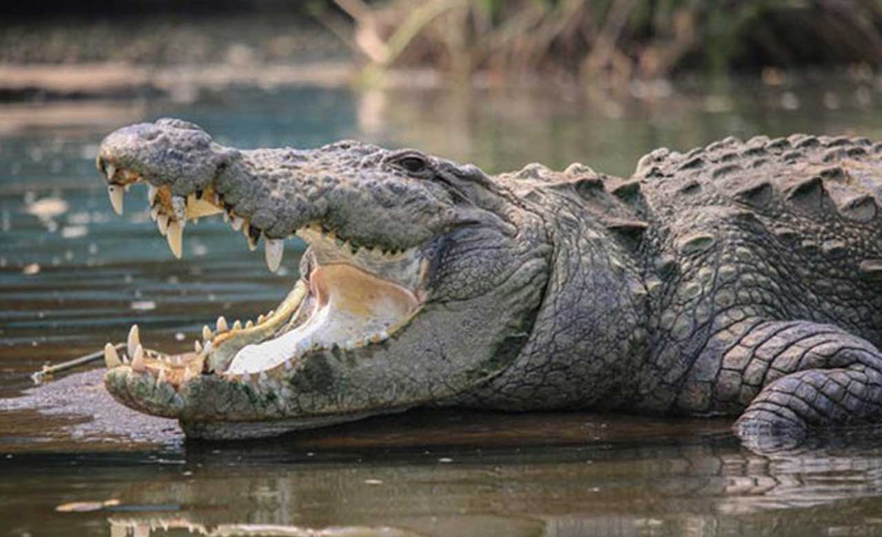 Telangana Farmer Killed in Crocodile Attack Near River Bhima