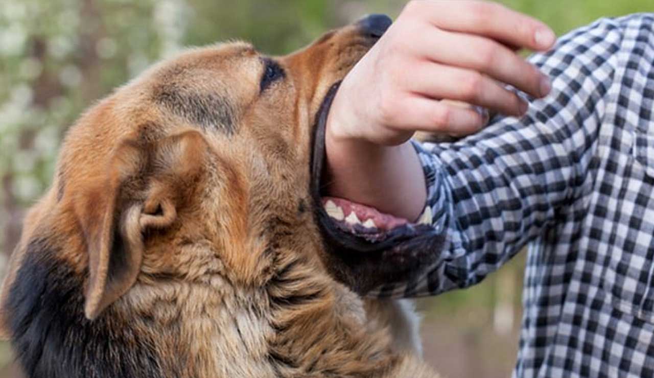 Credit Card Recovery Turns Violent in Hyderabad: Man Sets Dog on Agent