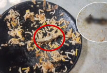 Lizard Found in Chicken Biryani at AR MEHFIL Family Restaurant in Ibrahimpatnam, Triggers Outrage 3 Lizard Found in Chicken Biryani at AR MEHFIL Family Restaurant in Ibrahimpatnam, Triggers Outrage