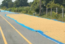Drying Paddy on Roads Turns Deadly: 3 Killed in 10 Days