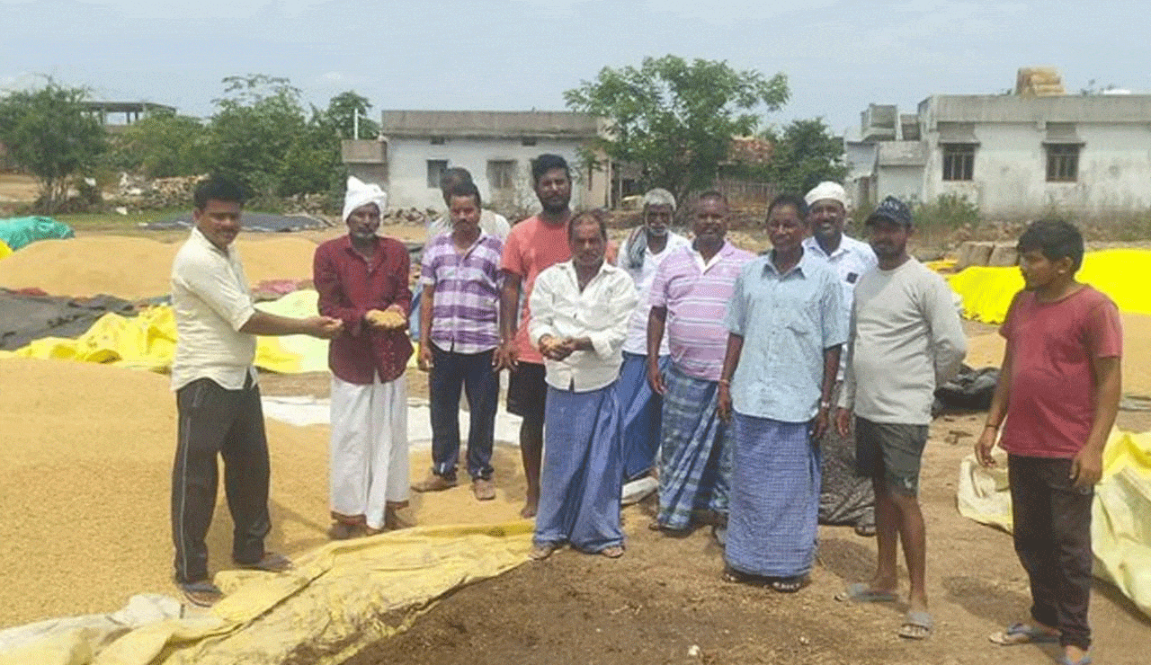 Telangana: Unseasonal Rains Batter Adilabad Region, Damaging Sorghum and Paddy Stocks